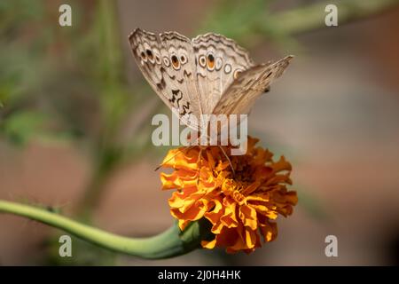 Papillon assis au-dessus de la fleur de marigold Banque D'Images