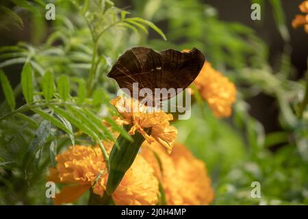 Papillon assis au-dessus de la fleur de marigold Banque D'Images