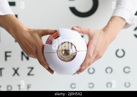 Ophtalmologiste médecin tenant une partie du modèle oculaire, échantillon d'oculus, soins de santé Banque D'Images