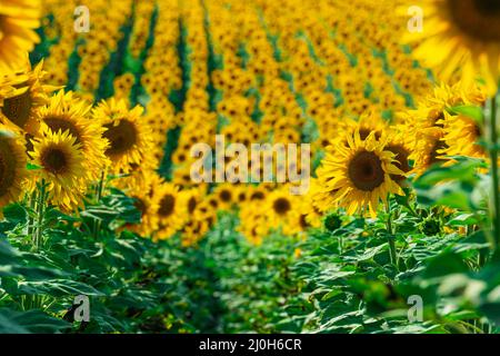 Des rangées sans fin de tournesols fleuris sur les champs ukrainiens. Mise au point sélective Banque D'Images