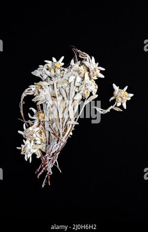 Fleur Edelweiss isolée sur fond noir Banque D'Images