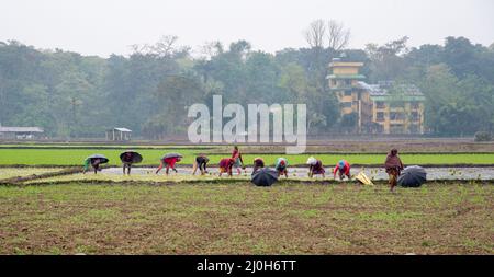 Les agricultrices travaillant dans le champ du riz Banque D'Images