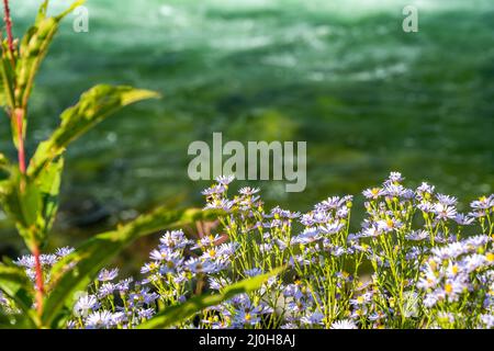 Fleurs sauvages violettes dans le parc national de Grand Teton, Wyoming Banque D'Images