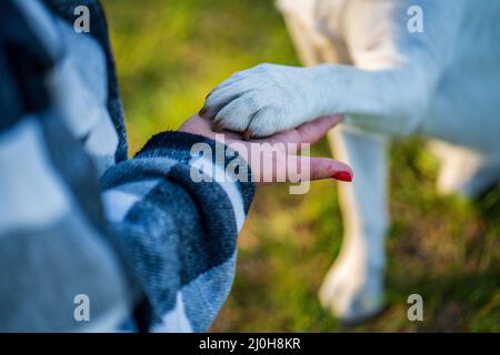 La main de la femme tient un paw de chien blanc Banque D'Images