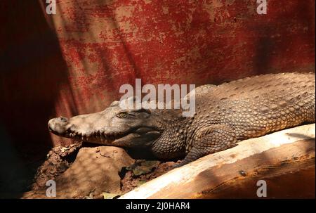 Crocodile sur le terrain Banque D'Images