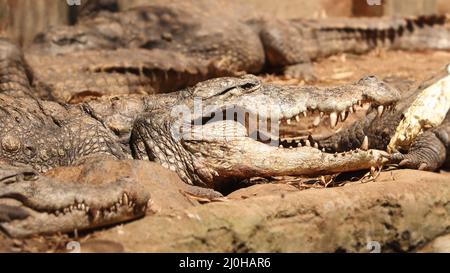 crocodile sur le sol et ouvert la bouche Banque D'Images