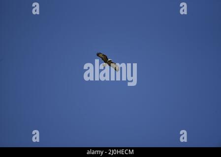 Buzzard commun (Buteo buteo) volant de gauche à droite de l'image en direction de Camera contre un ciel bleu profond ensoleillé au milieu du pays de Galles, au Royaume-Uni, au printemps Banque D'Images