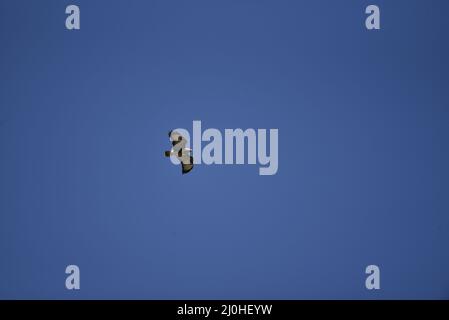 Vue à distance d'un Buzzard commun (Buteo buteo) volant de gauche à droite de l'image, en regardant vers l'avant, contre un ciel bleu profond à mi-pays de Galles, Royaume-Uni au printemps Banque D'Images