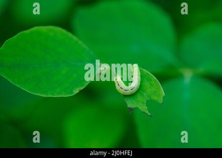 La chenille d'un hibou trapèze suspect sur une bague. Ce sont des chenilles assassinés qui mangent aussi Banque D'Images