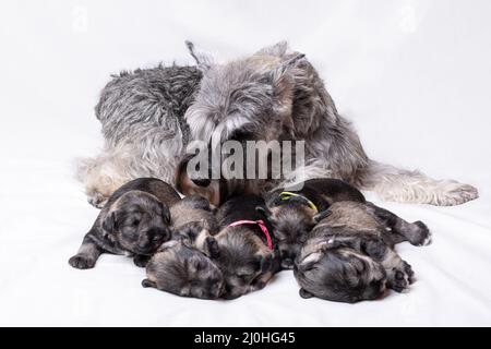 Le schnauzer miniature gris maman nourrit les chiots sur un fond blanc. Maman chien allaite le lait de son bébé. Chiots bien nourris et heureux à côté de leur mère. Banque D'Images