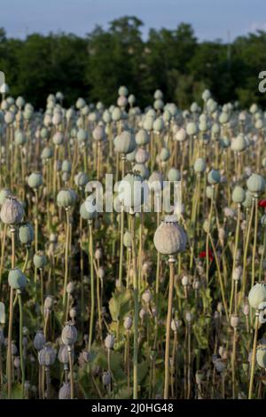 Têtes de graines de pavot (Papaver somniferum) en été. La plante est également connue sous le nom de graines de Breadseed ou de pavot à opium. Banque D'Images