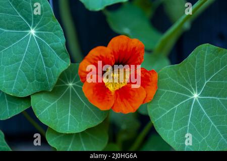 Le jardin nasturtium (Tropaeolum majus) fleurit dans le jardin. La plante est également connue sous le nom de nasturtium, cresson indien ou moines c Banque D'Images