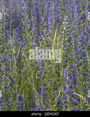 Le brillant-éclat de vipère violet (Echium plantagineum) fleurit en été. Floraison de la plante malédiction de Paterson. Banque D'Images