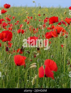 Champ de fleurs de coquelicots rouges (Papaver rhoeas) gros plan. La plante est également connue sous le nom de maïs rose, commune, maïs , champ , Flandre ou Banque D'Images