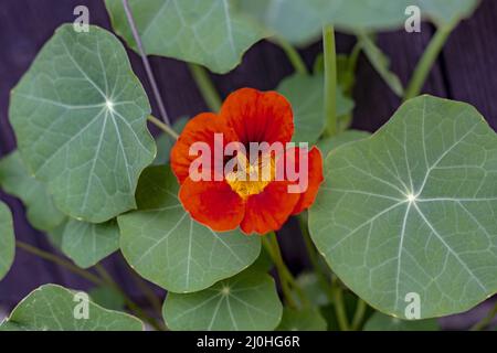 Le jardin nasturtium (Tropaeolum majus) fleurit dans le jardin. La plante est également connue sous le nom de nasturtium, cresson indien ou moines c Banque D'Images