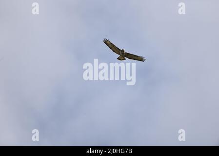 Buzzard commun (Buteo buteo) volant incliné vers la caméra avec les ailes s'étaler et regarder devant, avec les jambes légèrement en bas, pris au pays de Galles, Royaume-Uni en mars Banque D'Images