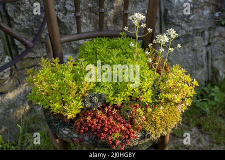 Ancienne chaise plantoir en bois. Chaise d'extérieur vintage recyclée utilisée comme jardinière. Chaise pot de fleurs dans le jardin. Banque D'Images