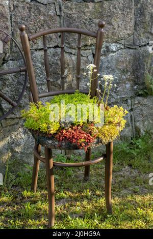 Ancienne chaise plantoir en bois. Chaise d'extérieur vintage recyclée utilisée comme jardinière. Chaise pot de fleurs dans le jardin. Banque D'Images