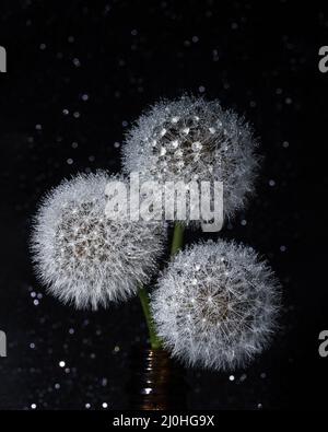 Trois pissenlits ronds blancs et moelleux sur un fond étoilé noir. Tête ronde de plantes d'été avec des graines sous forme de couverture. Le concept de fredo Banque D'Images