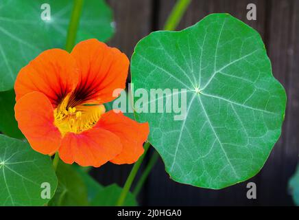 Le jardin nasturtium (Tropaeolum majus) fleurit dans le jardin. La plante est également connue sous le nom de nasturtium, cresson indien ou moines c Banque D'Images