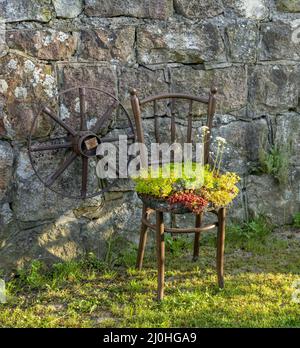 Ancienne chaise plantoir en bois. Chaise d'extérieur vintage recyclée utilisée comme jardinière. Chaise pot de fleurs dans le jardin. Banque D'Images