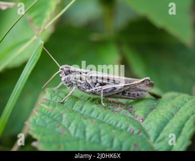 Un gros plan d'une sauterelle se cachant dans l'herbe d'un pré. Banque D'Images