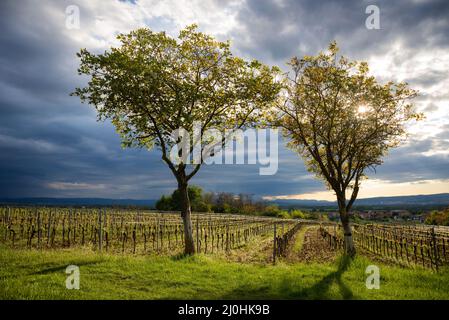 Des noyers dans le burgenland au coucher du soleil avec des nuages sombres Banque D'Images