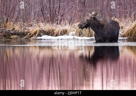 Belle photo d'un orignal prenant un bain tôt le matin dans le Wyoming, aux États-Unis Banque D'Images