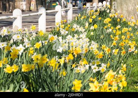 Affodils de Golden Yellow Spring sur Church Road, Barnes, Londres, SW13, Angleterre, ROYAUME-UNI Banque D'Images