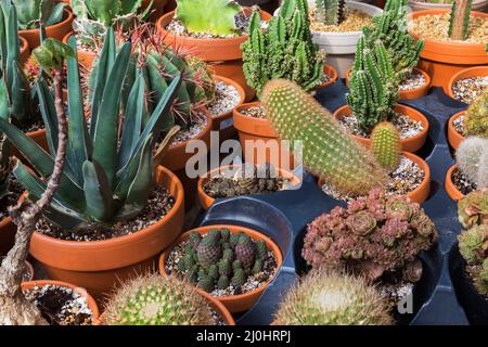 Cactus mixtes et plantes succulentes poussant dans des contenants à l'intérieur de la serre commerciale. Banque D'Images