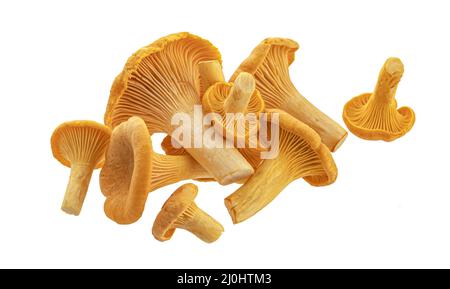 Chanterelles isolées sur fond blanc Banque D'Images