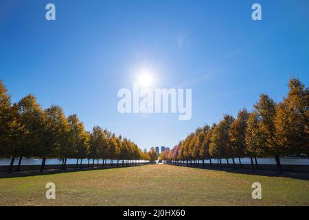 La lumière du soleil d'automne illumine les rangées d'arbres de couleur de feuilles automnales dans le Franklin D. Roosevelt four libertés Park à Roosevelt Island sur l'East River on Banque D'Images