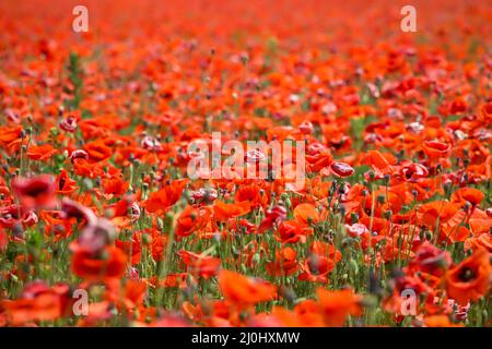 Beaucoup de coquelicots rouges en fleurs dans un champ Banque D'Images