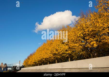 La lumière du soleil d'automne illumine les rangées d'arbres de couleur de feuilles automnales dans le Franklin D. Roosevelt four libertés Park à Roosevelt Island sur l'East River on Banque D'Images