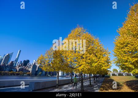 La lumière du soleil d'automne illumine les rangées d'arbres de couleur de feuilles automnales dans le Franklin D. Roosevelt four libertés Park à Roosevelt Island. Midtown Manhattan Banque D'Images