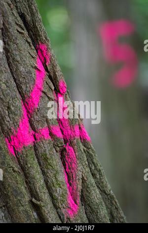 Peint les numéros 4 et 5 sur un tronc d'arbre Banque D'Images