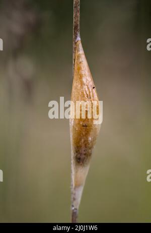 La pupa d'une chenille sur une lame d'herbe. Banque D'Images