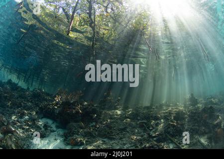 La lumière du soleil perce la canopée d'une forêt de mangroves à Raja Ampat, en Indonésie. Les mangroves servent de pépinières vitales pour de nombreuses espèces de créatures de récif. Banque D'Images