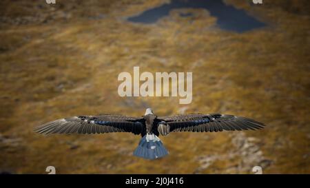 Un aigle à tête blanche américain au ralenti en vol au-dessus des montagnes de l'alaska Banque D'Images