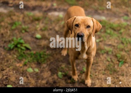 Chien hongrois souriant vizsla labrador debout sur un chemin à l'arrière-plan d'un jardin familial. Banque D'Images