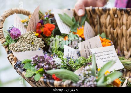 Buissons d'herbes sur la fête de l'Assomption de Marie - consécration d'herbes Banque D'Images