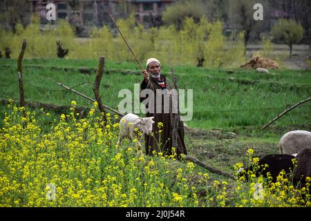 Un berger avec ses brebis marche à travers les champs de moutarde en pleine floraison lors d'une journée de printemps ensoleillée à Ganderbal, à environ 55kms de Srinagar. Banque D'Images
