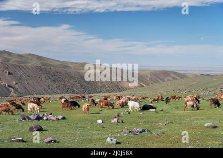 Les chèvres se broutent sur des alpages de montagne dans la limite naturelle de la montagne Tsagduult en Mongolie Banque D'Images