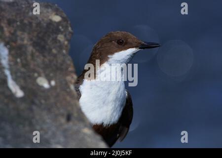 Balancier à gorge blanche dans le ressort Banque D'Images