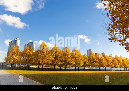 La lumière du soleil d'automne illumine les rangées d'arbres de couleur de feuilles automnales dans le Franklin D. Roosevelt four libertés Park à Roosevelt Island sur l'East River on Banque D'Images