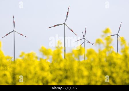 Champ de colza et éoliennes, Waldfeucht, Basse-Rhin, Rhénanie-du-Nord-Westphalie, Allemagne, Europe Banque D'Images