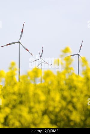 Champ de colza et éoliennes, Waldfeucht, Basse-Rhin, Rhénanie-du-Nord-Westphalie, Allemagne, Europe Banque D'Images