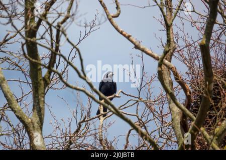 Un rook (Corvus frugilegus) perché en hauteur dans les arbres d'hiver Banque D'Images