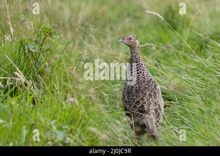 Femelle Pheasant traversant un champ à East Grinstead Banque D'Images