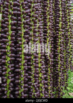 Fruit de l'arbre de Mayang. (Mayang pinang, Arenga pinnata) un des arbres utilisés pour produire des Sopi. Sopi est une boisson locale populaire sur les îles de Maluku, Moluques, Banque D'Images